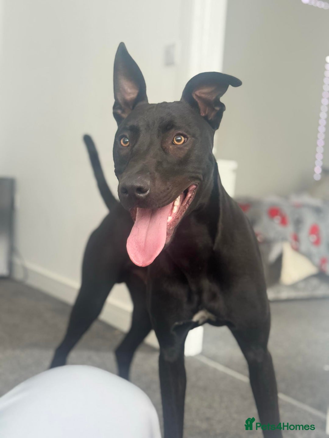 Mixed Breed dogs for sale: Reggie looking for a new loving home  - Image 3