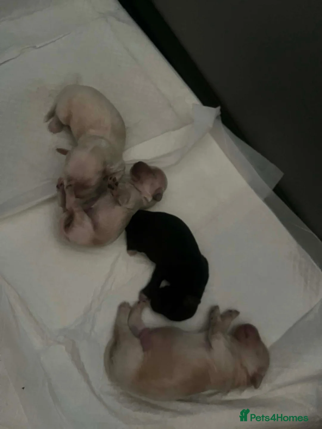Yorkiepoo dogs for sale: Beautiful Yorkie-poo puppies  - Advert 19