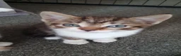 Mixed Breed cats for sale: Kittens looking for there forever sofas  in Doncaster - Advert 4