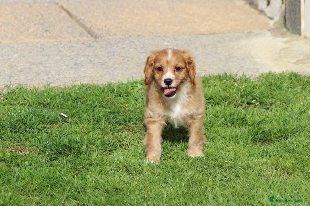 Cavapoo dogs for sale: F1 Cavapoo puppies for sale - Image 38