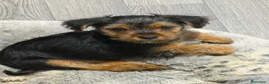 Yorkshire Terrier 1