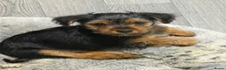 Yorkshire Terrier dogs for sale: 1 boy and 3 girls - Advert 8