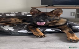 German Shepherd dogs for sale: Stunning make GSD for sale.  - Image 1