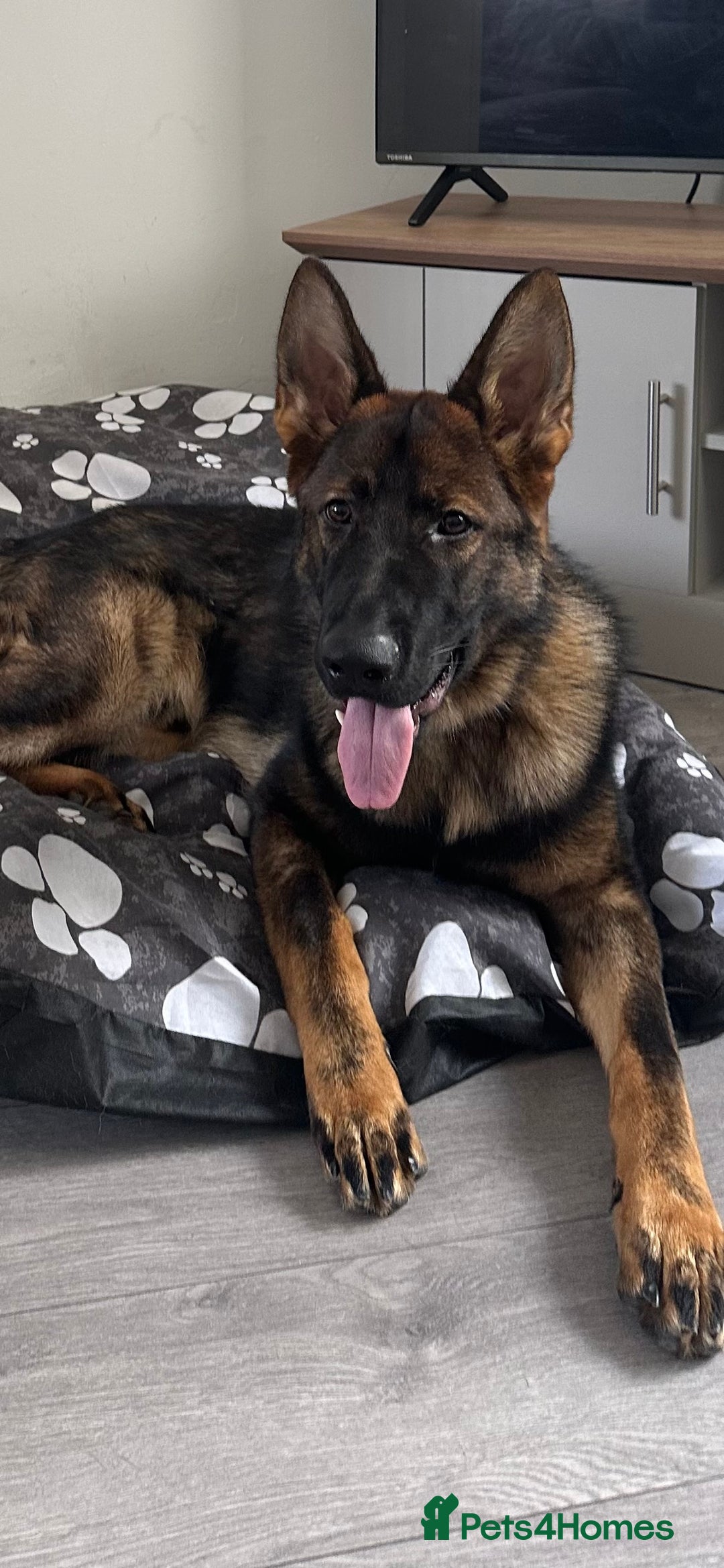 German Shepherd dogs for sale: Stunning make GSD for sale.  - Image 1