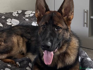 German Shepherd dogs - Advert 1