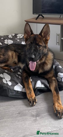 German Shepherd dogs - Advert 3