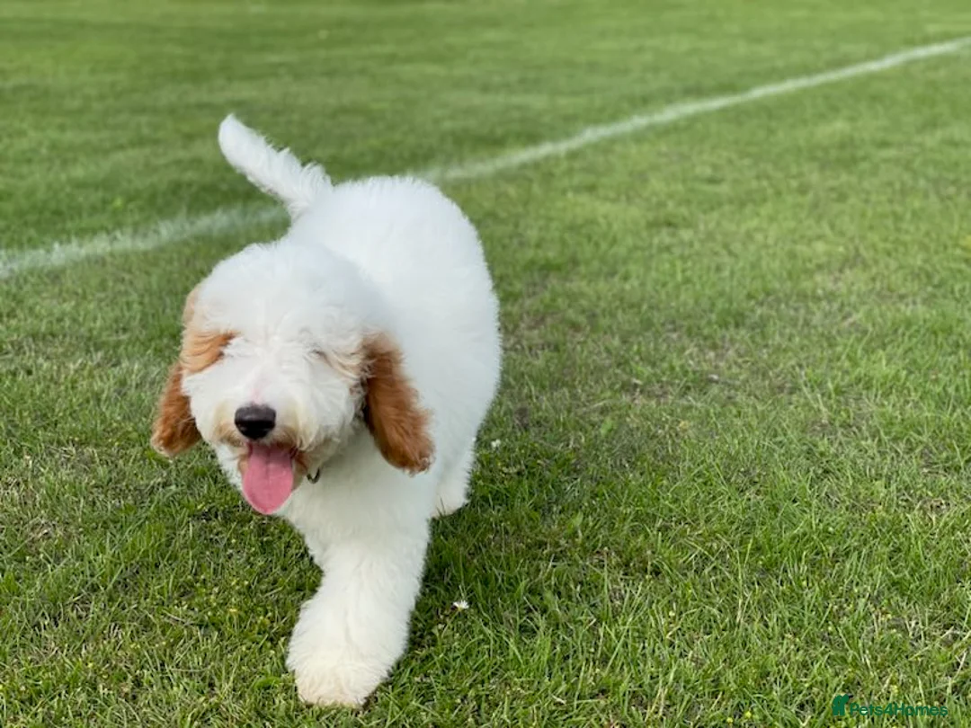 Australian Labradoodle dogs for sale: Female miniature Australian Labradoodle - Advert 2