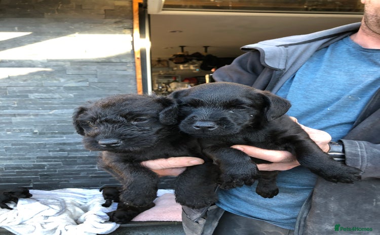 Patterdale Terrier dogs - Advert 3