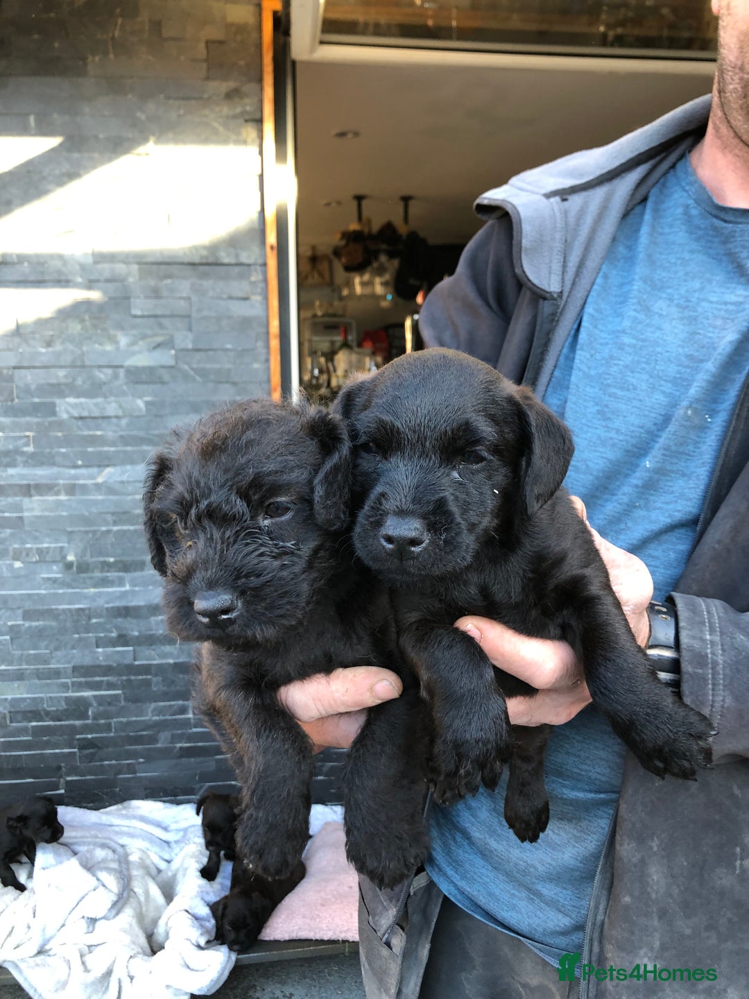 Patterdale Terrier dogs for sale: Chocolate Patterdale terriers  - Image 1
