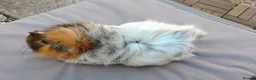 Guinea Pig rodents for sale: 2 female pair - Advert 9