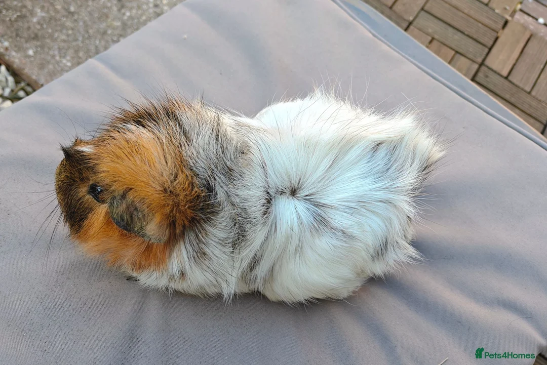 Guinea Pig rodents for sale: 2 female pair - Advert 9