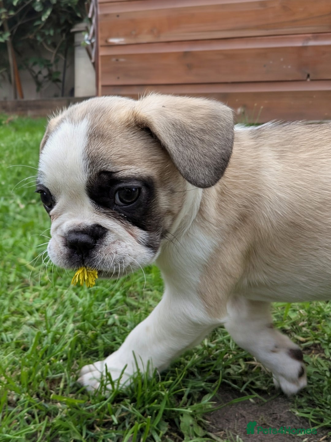 French Bulldog dogs for sale: REDUCED One Gorgeous Boy Frenchie left🐾 - Image 2