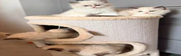 Ragdoll cats for sale: Premium Quality✨️🏆 TICA Reg European Ragdolls 🩷  - Advert 17