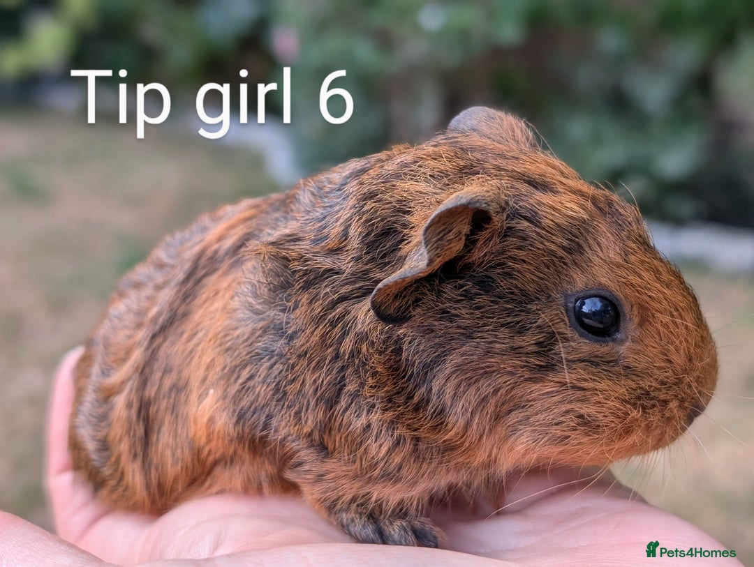 Guinea Pig rodents for sale: Gorgeous guinea pig pups  - Image 8