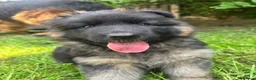 German Shepherd dogs for sale: Stunning GSD working line puppies  - Advert 8