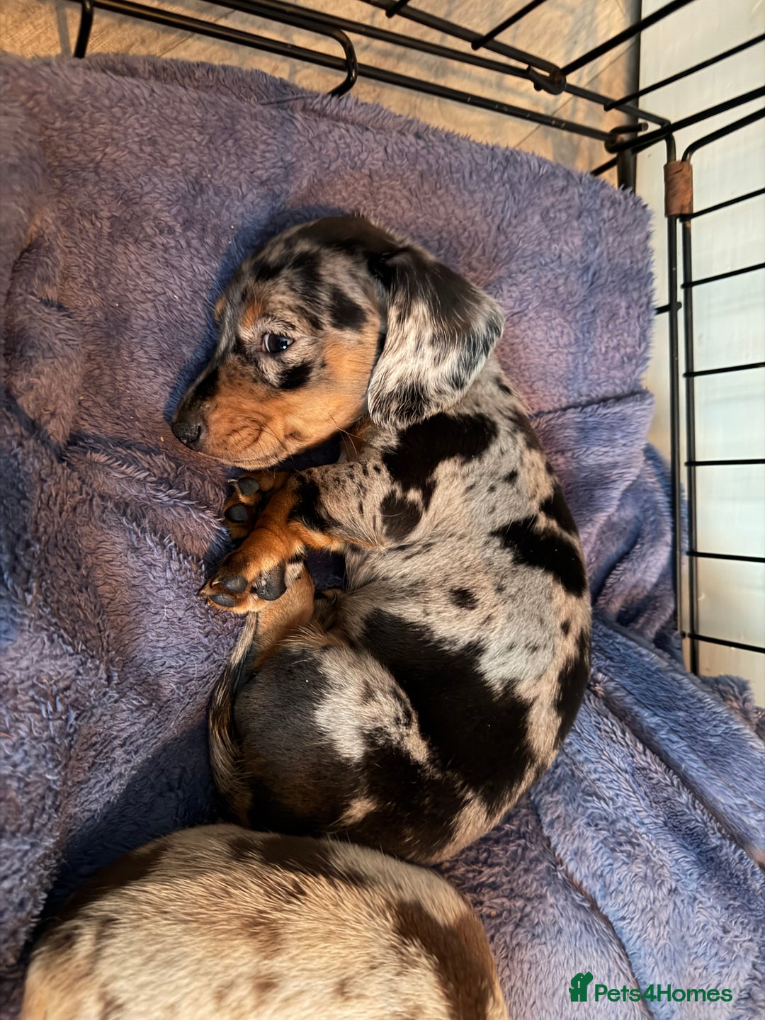 Miniature Dachshund dogs for sale: Dachshund Puppies - Image 2