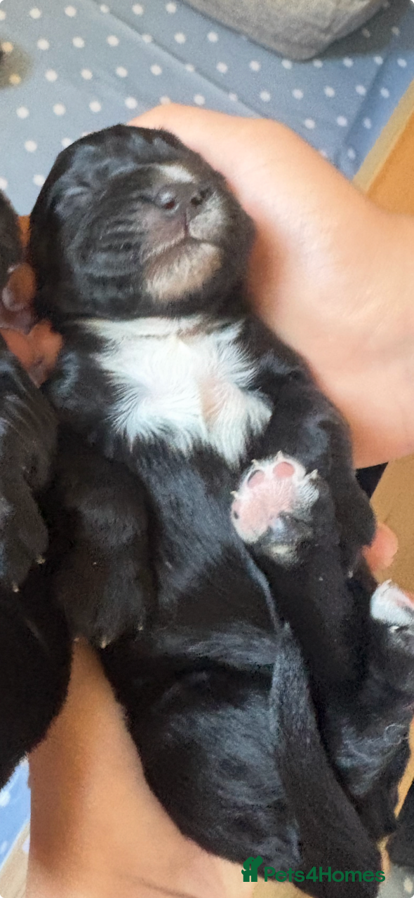 Sprocker dogs Gorgeous Sprocker spaniels for sale - Advert 2