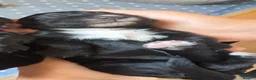 Sprocker dogs for sale:  Sprocker spaniels for sale - Advert 4