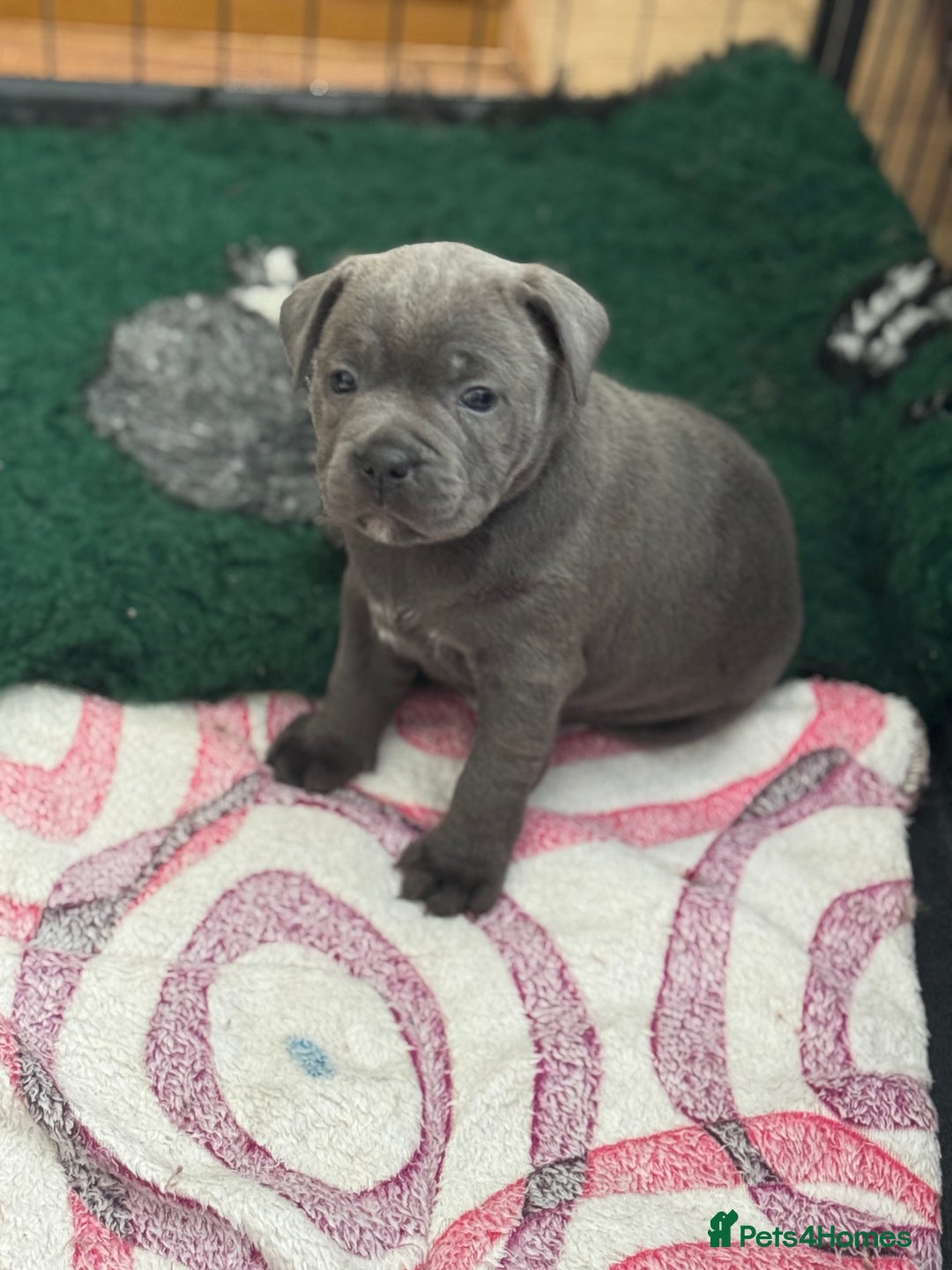 Staffordshire Bull Terrier dogs for sale: Amazing blue Staffordshire bull terrier puppies  in Stoke-on-Trent - Image 22