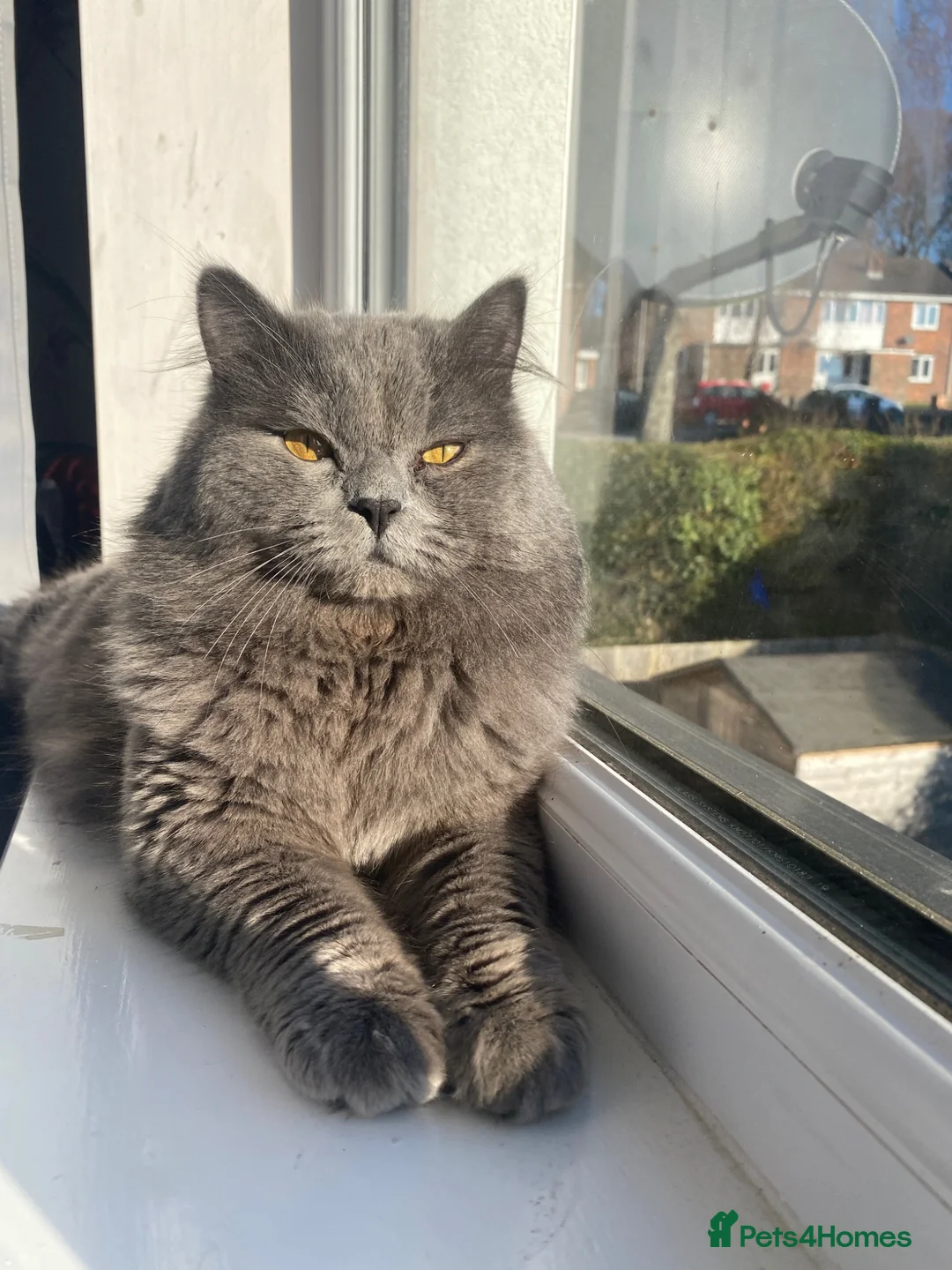 British Shorthair cats for sale: Such stunning silvers 🥰🥰🩶 - Advert 10