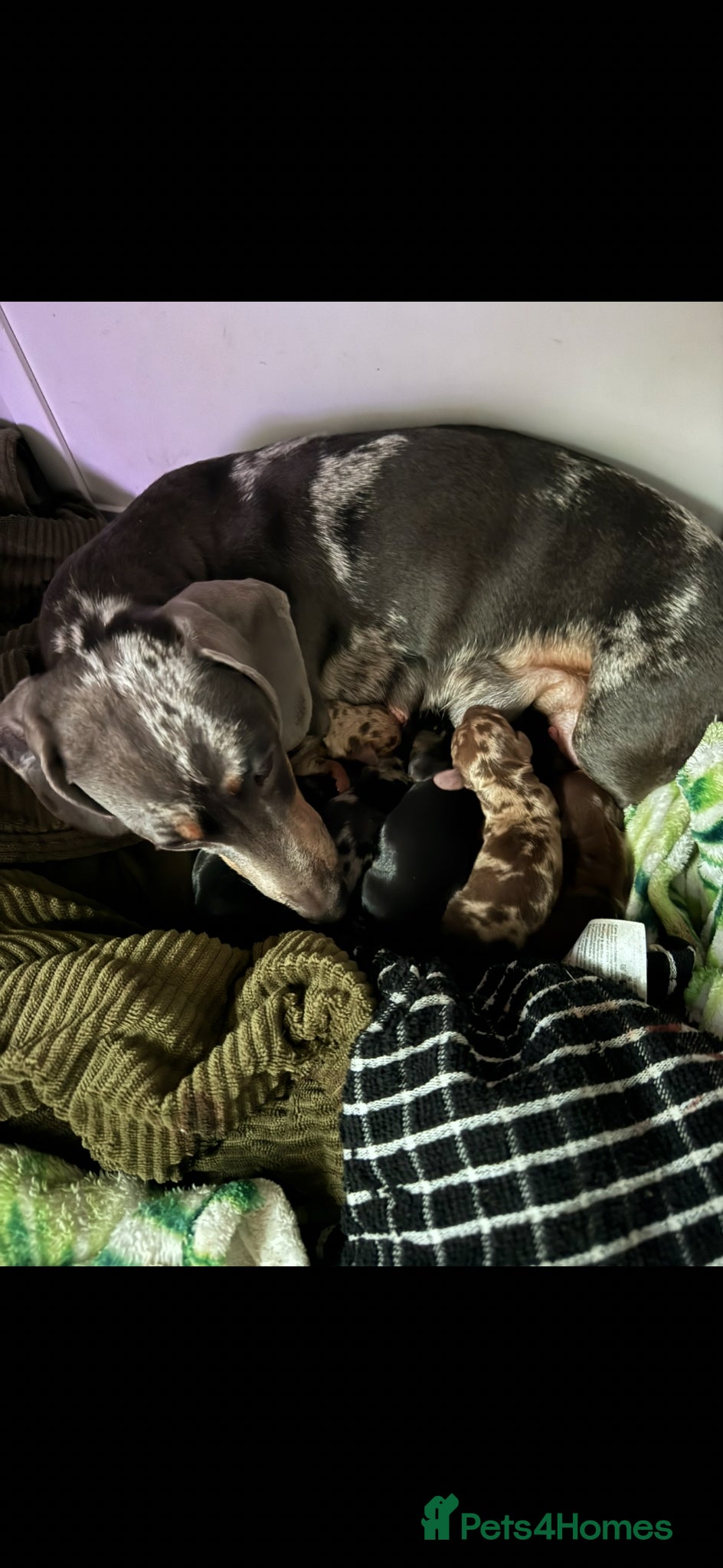 Miniature Dachshund dogs Miniature dachshunds for sale - Advert 7