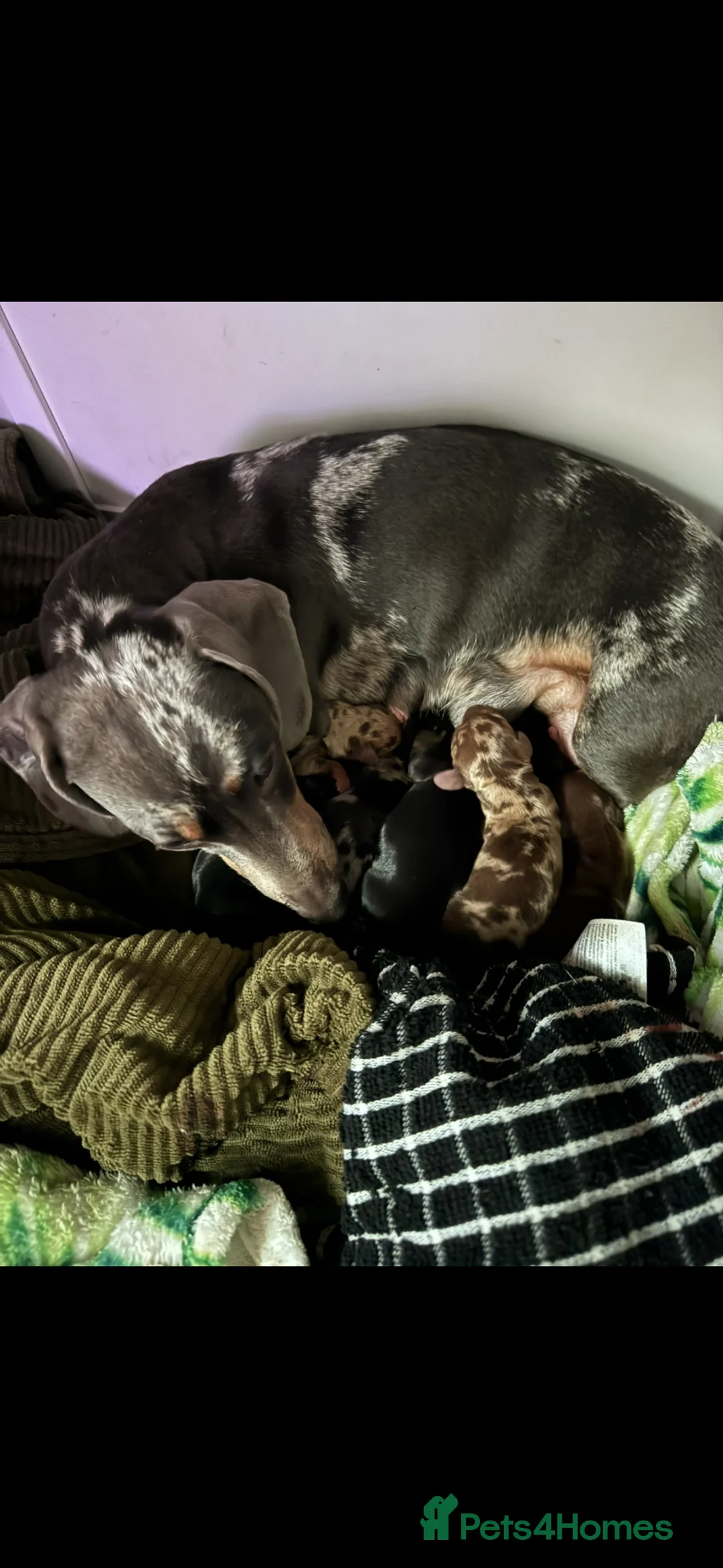 Miniature Dachshund dogs for sale: Miniature dachshunds for sale in Yeovil - Advert 1