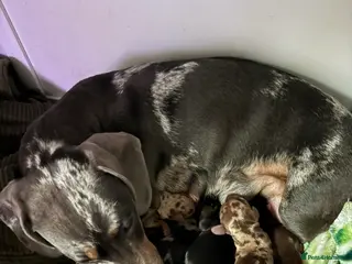 Miniature Dachshund dogs Miniature dachshunds for sale - Advert 7