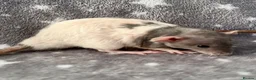Rat rodents for sale: Double Rex Rats Male and Female  - Advert 2