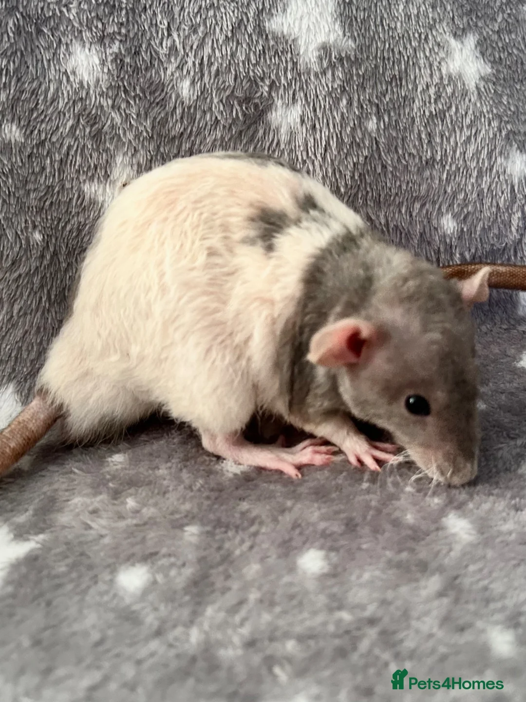 Rat rodents for sale: Double Rex Rats Male and Female  - Advert 2