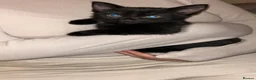 British Shorthair cats for sale: Gorgeous black kitten - Advert 13