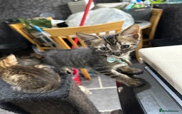 Savannah cats for sale: Savannahs  - Image 13