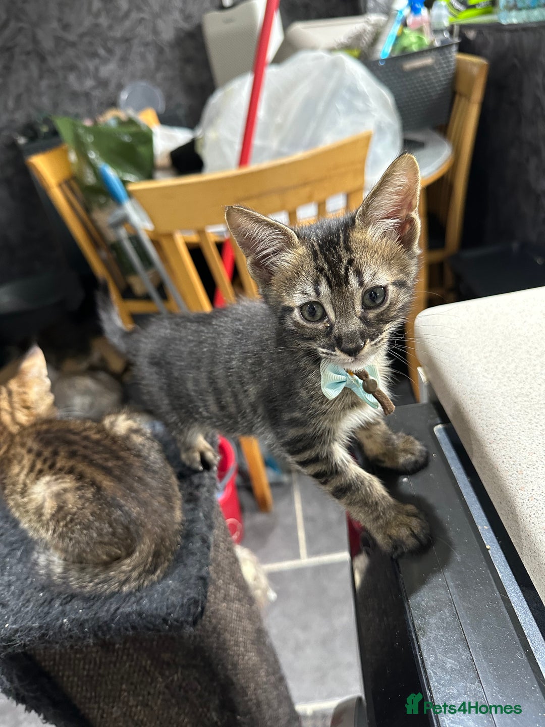 Savannah cats for sale: Savannahs  - Image 13