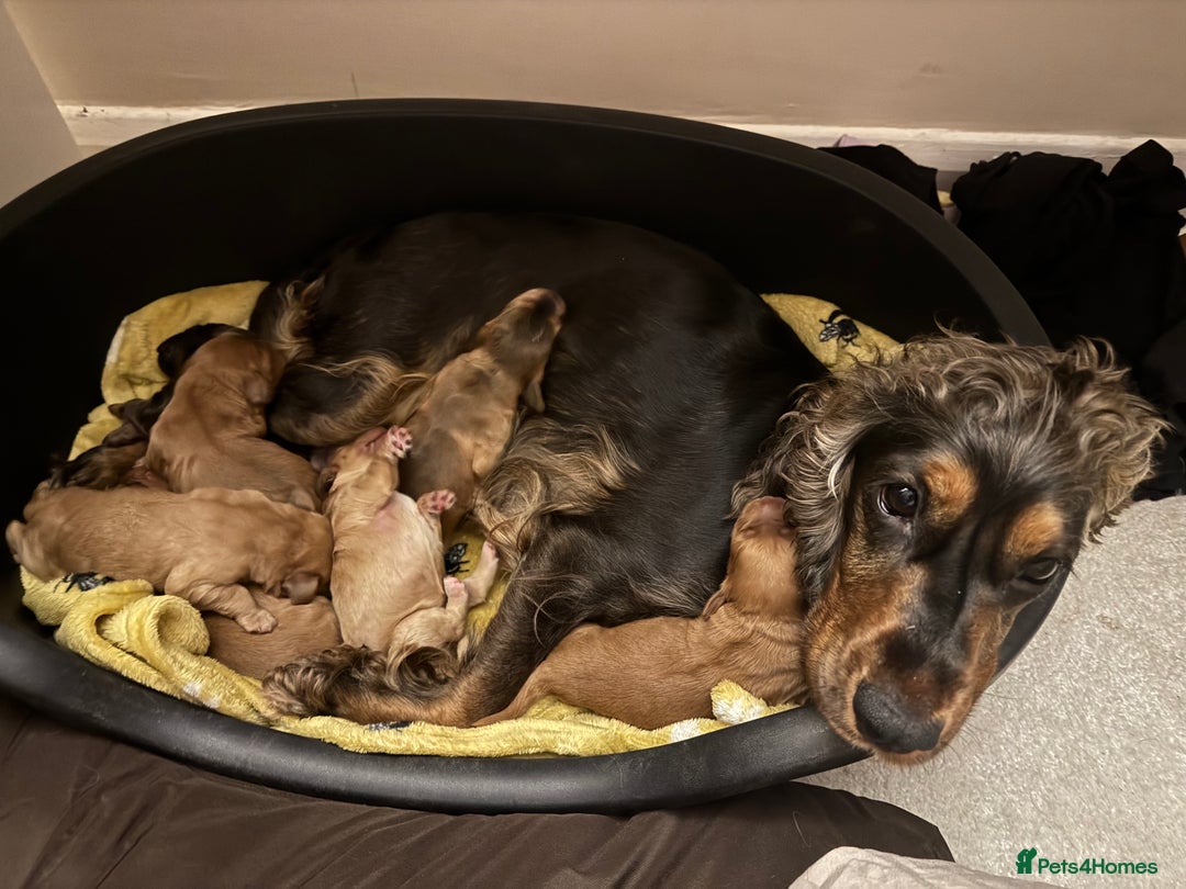 Cocker Spaniel dogs for sale: Show cocker spaniel pups ready 4th November  - Image 30