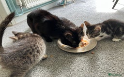 Mixed Breed cats for sale: 3 gorgeous Toms for sale - Image 22