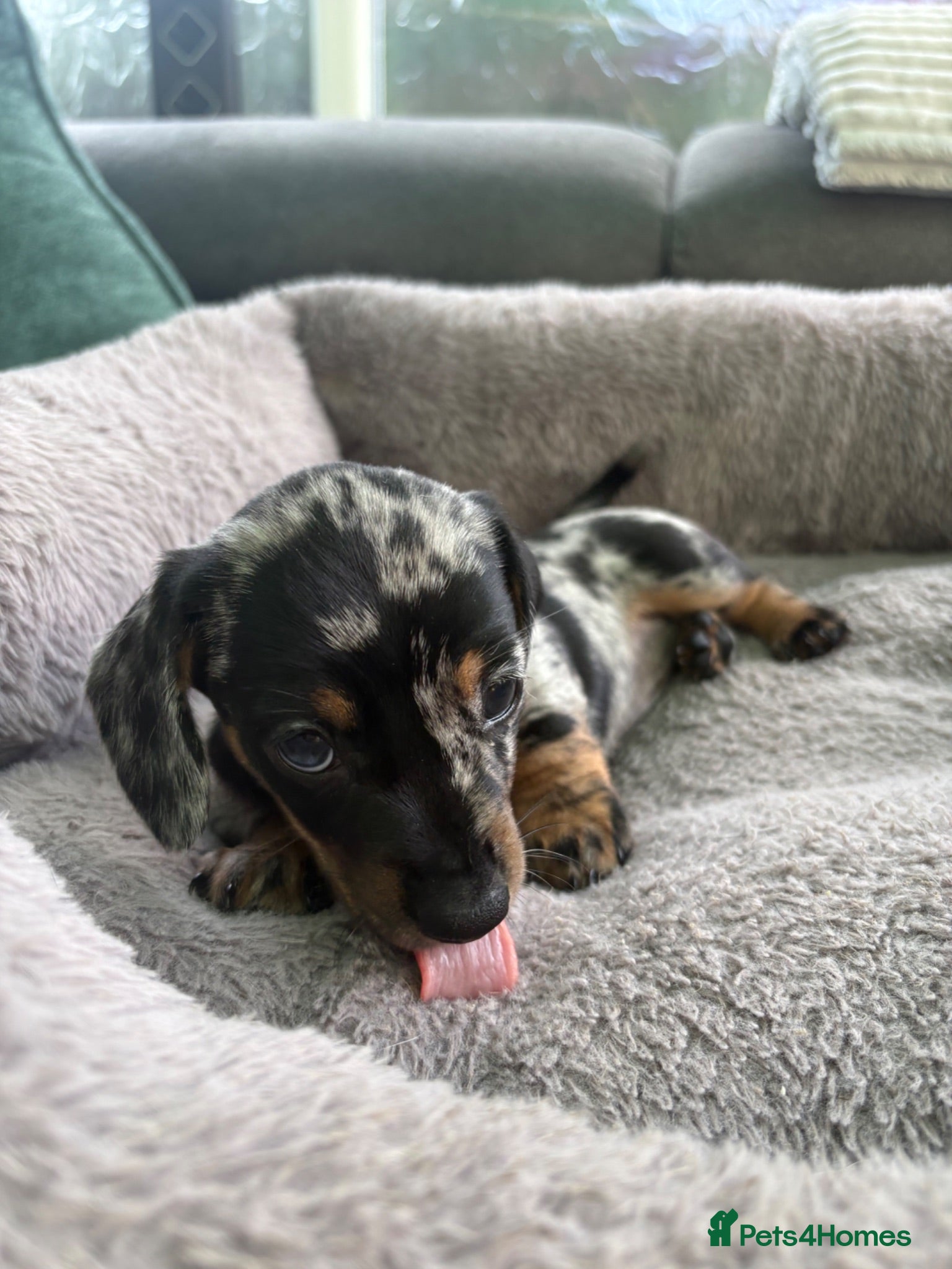 Miniature Dachshund dogs 1 dapple miniature dachshund left ♥️ - Advert 2