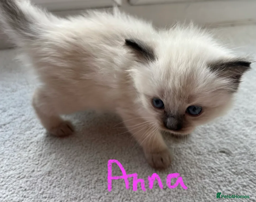 Ragdoll cats for sale: Pure ragdoll GCCF mom’s kittens for sale - Advert 25
