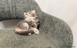 British Longhair cats for sale: 3/4 British longhair kittens - Image 14