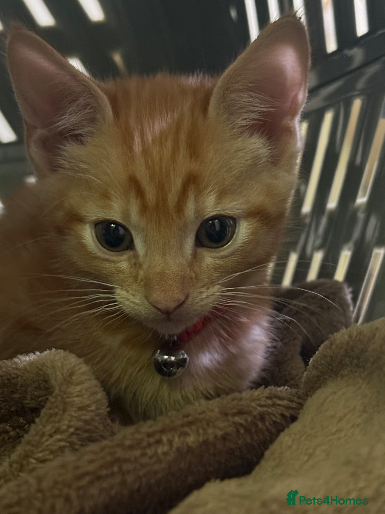 Mixed Breed cats 8 week old kitten for sale  - Advert 1