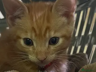 Mixed Breed cats 8 week old kitten for sale - Advert 1