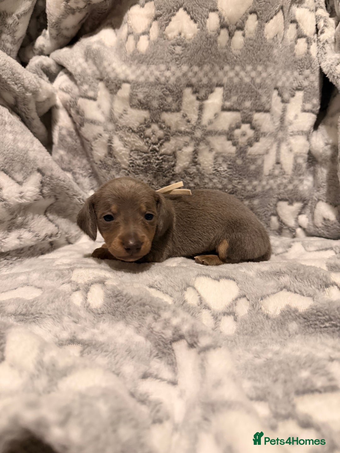 Miniature Dachshund dogs for sale: STUNNING miniature Daschunds  - Advert 2