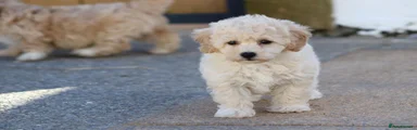 Cavapoochon 5