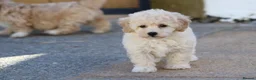 Cavapoochon dogs for sale: Beautiful Cavapoochon puppies for sale - Advert 17