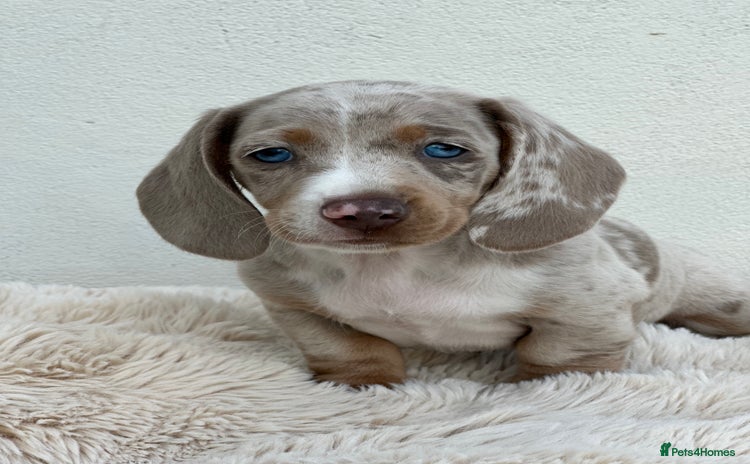 Miniature Dachshund dogs - Advert 1
