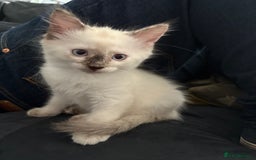 Ragdoll cats for sale: 3 Rag Cross Kittens - Image 9