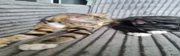 Mixed Breed cats for sale: Wonderful siblings are looking for new homes. in Coventry - Advert 5