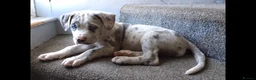 Cane Corso dogs for sale: READY NOW! 4 Female Cane Corso puppies for sale  - Advert 31