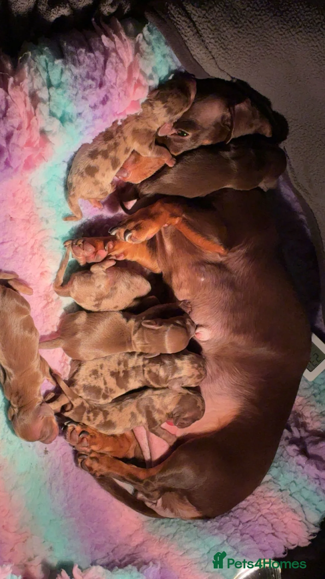 Miniature Dachshund dogs for sale: Miniature Dachshund Puppies Available 🐾 - Advert 2