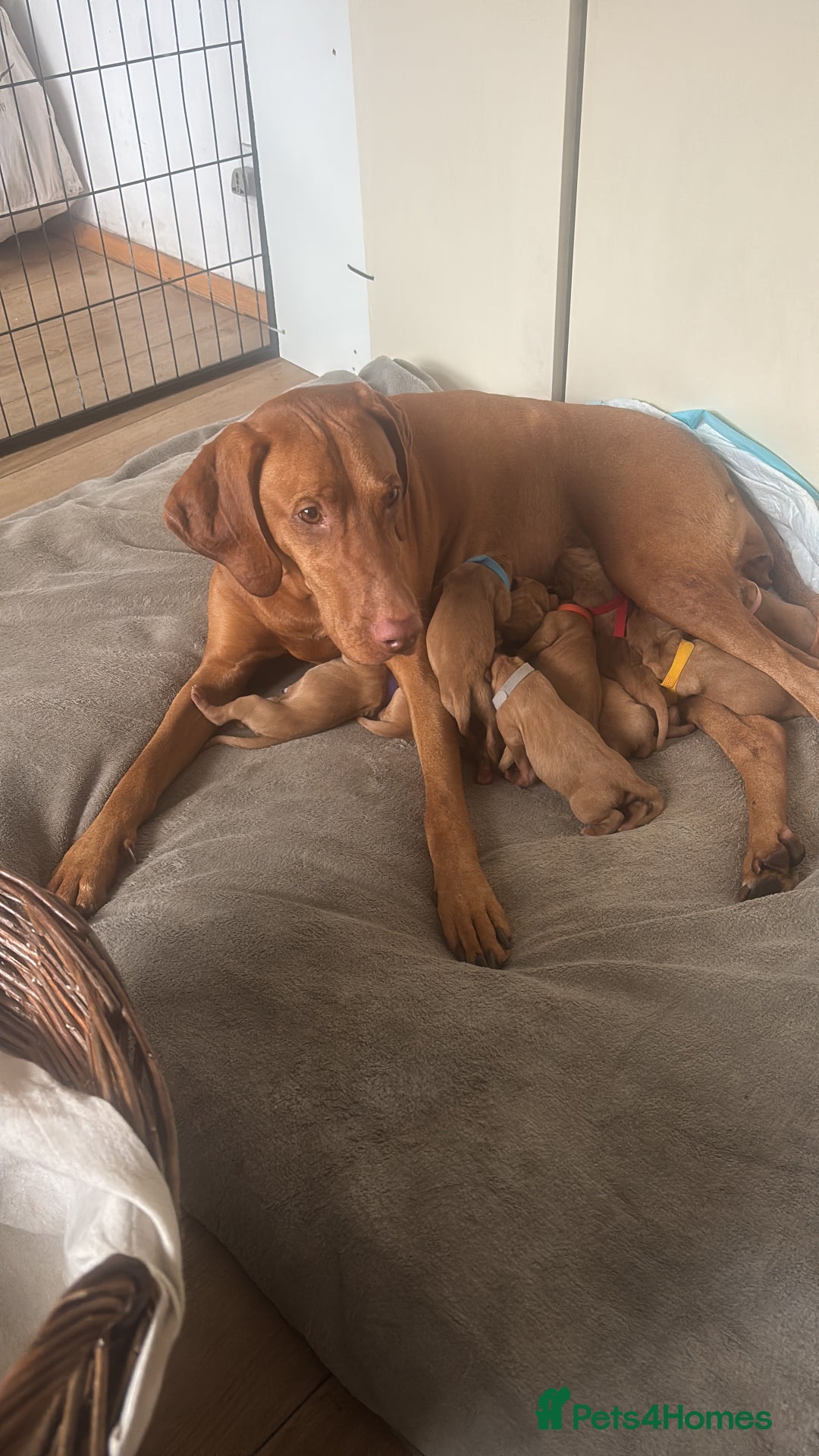 Hungarian Vizsla dogs for sale: Hungarian Vizslas Puppies for sale  - Image 3