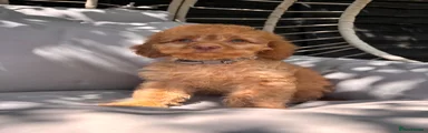 Cavapoo 1