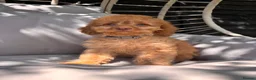 Cavapoo dogs for sale: Beautiful F1 Cavapoo Puppies  - Advert 3